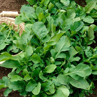 BIO Roquette - Croissance rapide et saveur intense - Graines Premium