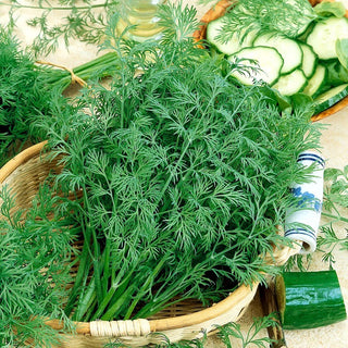 Croesus Dill - Green Explosion of Flavour and Health - Premium Seeds