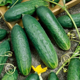 Delicius Cucumber - Medium Early, Ideal for Summer Salads - Premium Seeds