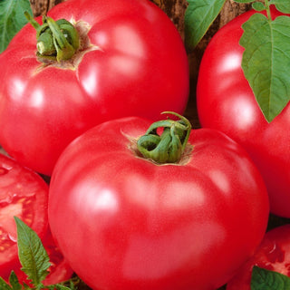Favourite Tomato - Impressive Fruits, Exceptional Taste - Premium Seeds