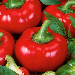 Poivrons Dumas - Variété douce, productive à gros fruits