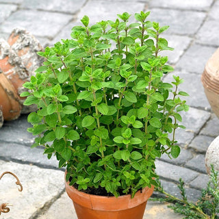 Marjoram - Aromatic Herb, Perfect for Heavy Dishes - Origanum Majorana - Premium Seeds