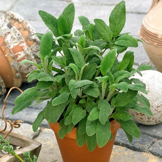 BIO Sauge officinale - Parfum intense, vivace et résistante - Salvia officinalis - Graines Premium