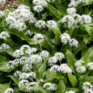 Bear's Garlic - Ramsons - Decorative, Medicinal, Ideal for Seasoning Dishes - Allium Ursinum - Premium Seeds