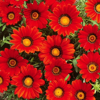 Gazania - Rouge avec Anneau - Accent exotique en ton rouge - Gazania splendens