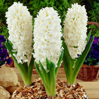 Jacinthe - Aiolos - Hyacinthus - Se distingue magnifiquement en pot - 3 bulbes