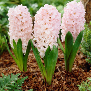 Jacinthe - Apricot Passion - Hyacinthus - Explosion aromatique du printemps - 3 bulbes