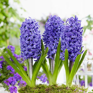 Jacinthe - Blue Pearl - Hyacinthus - teinte bleue subtile - 3 bulbes