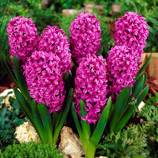 Jacinthe - Miss Saigon - Hyacinthus - Parfum intense et agréable - 3 bulbes