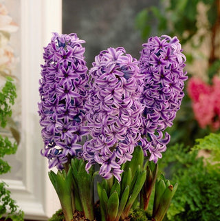 Jacinthe - Purple Star - Hyacinthus - Forme de touffes compactes et décoratives - 3 bulbes