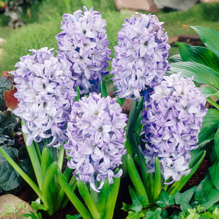 Jacinthe - Sky Jacket - Hyacinthus - Décoration exceptionnelle pour chaque jardin - 3 bulbes