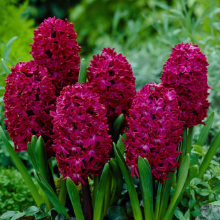 Jacinthe - Woodstock - Hyacinthus - Résistante aux variations climatiques - 3 bulbes