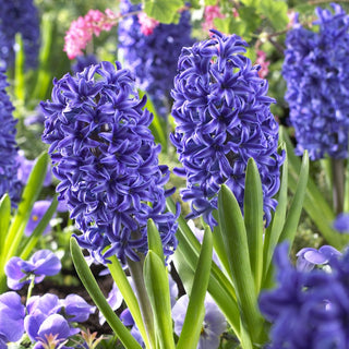 Jacinthe - blue jacket - Hyacinthus - Idéal pour pots et massifs - 3 bulbes