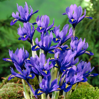 Iris - Harmony - bleu céleste plein de charme - 10 bulbes