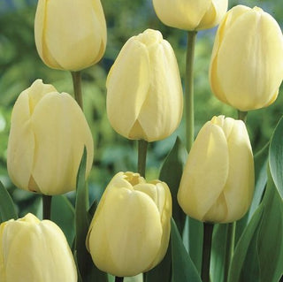 Tulipe - Ivory Floradale - Tulipa - Élégance naturelle au jardin - 5 bulbes