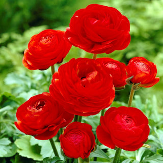 Renoncule - rouge - Ranunculus - Apporte au jardin énergie et romantisme - 10 bulbes