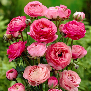 Renoncule - rose - Ranunculus - Délicatesse et harmonie dans les massifs - 10 bulbes