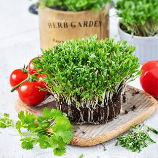 Microgreens - Coriandre - Accent épicé pour les plats - Coriandrum sativum - Sachet géant - 1 kg - Graines Premium