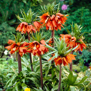 Fritillaire impériale - orange - Fritillaria - Met en valeur l’esthétique du jardin