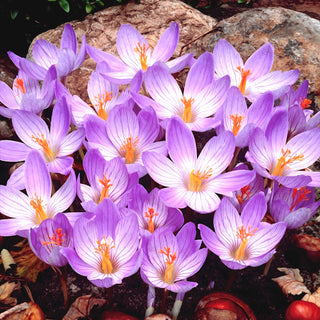 Crocus - Conqueror - Fleurit en automne, violet élégant - 10 bulbes