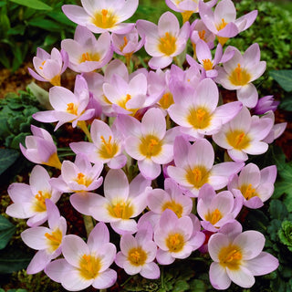 Crocus - Firefly - Légèreté et fraîcheur dans le massif - 10 bulbes
