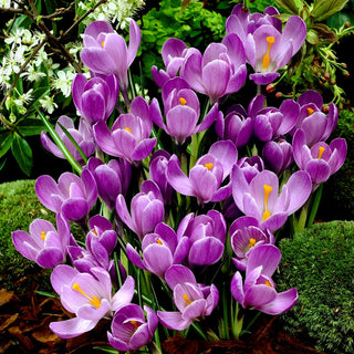 Crocus - Flower Record - Beau violet, parfum délicat - 10 bulbes