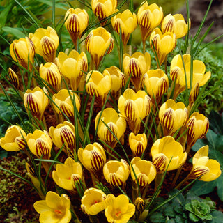 Crocus - Gipsy Girl - Pétales bicolores jaunes et bruns - 10 bulbes
