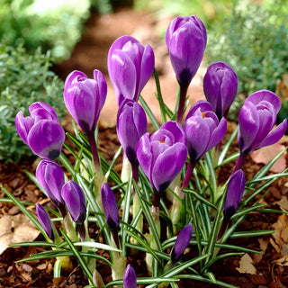 Crocus - Grand Maitre - Fleurs violettes au charme délicat - 10 bulbes