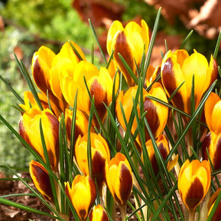Crocus - Herald - Crée des tapis colorés dans le jardin - 10 bulbes