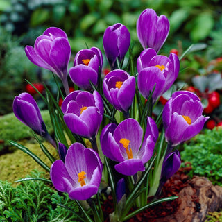 Crocus - Remembrance - Éclat printanier violet intense - 10 bulbes