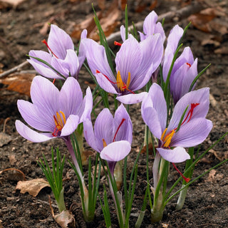 Crocus à safran - Crocus safrané, arôme du printemps - 10 bulbes