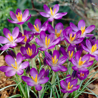 Crocus - Whitewell Purple - Fleurs élégantes, couleur violette - 10 bulbes