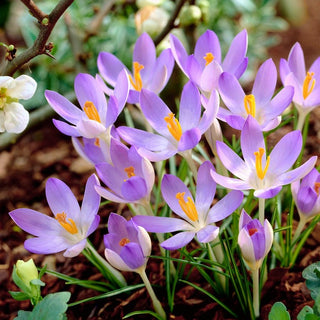 Crocus - Lilac Beauty - Couleur délicate et subtile des fleurs - 10 bulbes