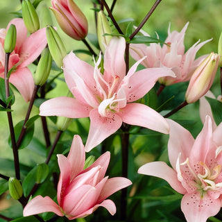 Lys asiatique double - Elodie - Lilium - Fleurs roses doubles au parfum délicat