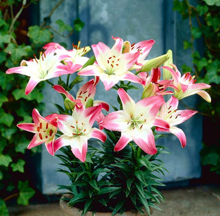Lys - Lollypop - Lilium - Facile à cultiver et peu exigeant