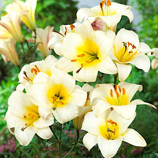 Lys trompette - White Planet - Lilium - Fleurs blanches, parfum intense