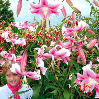 Lys géant - Anastasia - Lilium - Accent éclatant au jardin en été