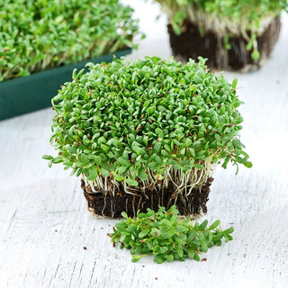 Microgreens - Alfalfa - Complément vert à la saveur douce - Medicago sativa - 100 g - Graines Premium