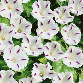 Ipomée Tricolores - Milky Way - Subtil, parfait pour les pergolas et balcons - Ipomoea tricolor