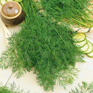Aneth Hanak - Variété précoce à saveur intense