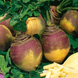 Chou Navet Rutabaga - Champion - Idéale pour la conservation hivernale - Brassica napus L. var. napobrassica - Graines Premium