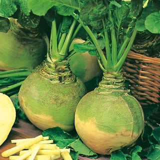 Chou-navet Rutabaga - Wilhelmsburger - Rendement élevé et robuste, excellent pour le stockage - Grand sachet - 100 g