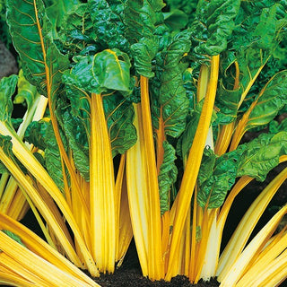 Poirée - Bright Yellow - Couleur vive, saveur douce