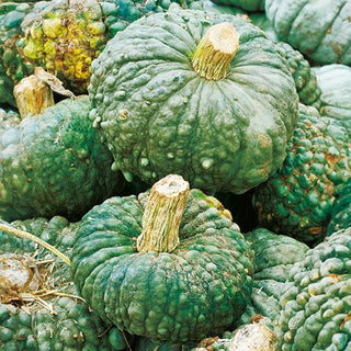 Potiron - Marina di Chioggia - Citrouille traditionnelle pour risotto