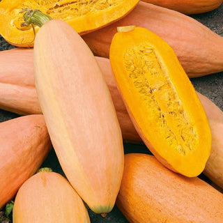Potiron - Pink Banana Jumbo - Variété productive et ornementale