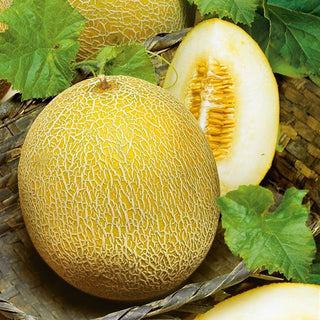 Melon - Oranje Ananas - Chair tendre et juteuse gorgée de soleil - Cucumis melo