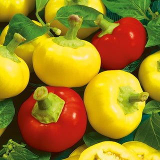 Piment - Alma Picante - Piquante, légèrement sucrée, colorée