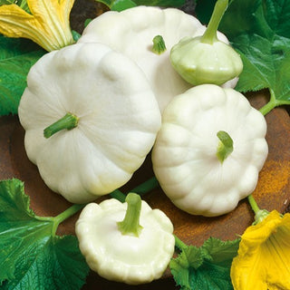Pâtisson Blanc - Crémeuse, précoce et très productive - Graines Premium