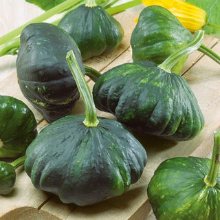 Pâtisson Vert - Décoratif et comestible, fruit croquant - Graines Premium