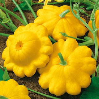 Pâtisson Jaune - Délicat, savoureux pour la marinade - Graines Premium